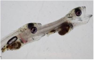 Unobserved mortality occurs early in larval walleye (Sander vitreus) aquaculture